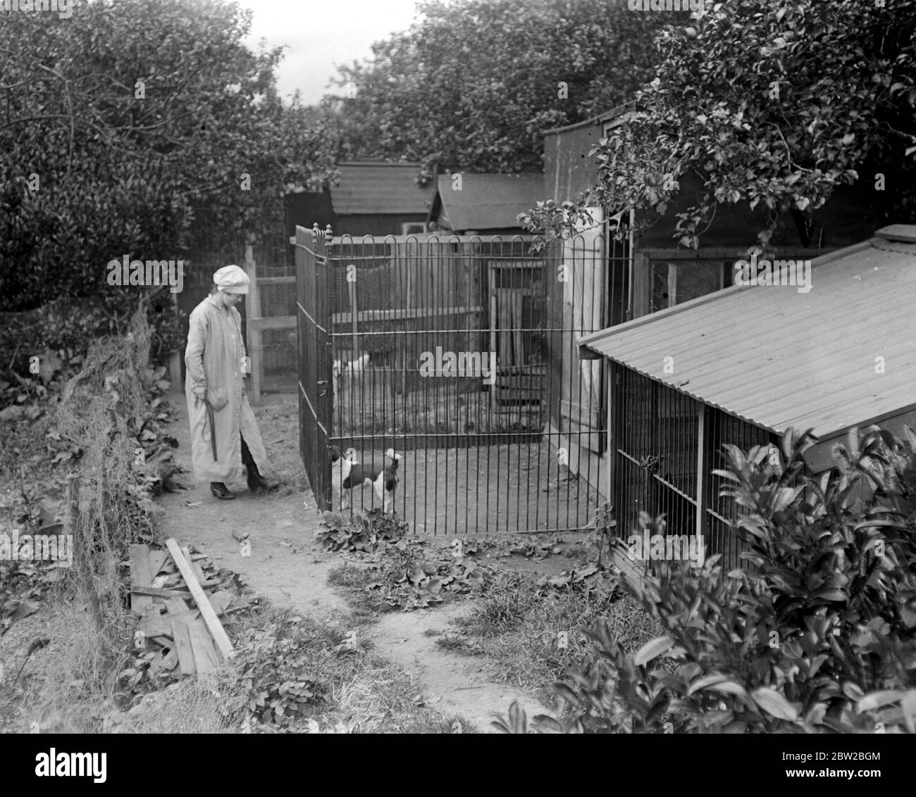 Hotel per cani a Blackheath, vicino a Colchester. 5 giugno 1919 Foto Stock