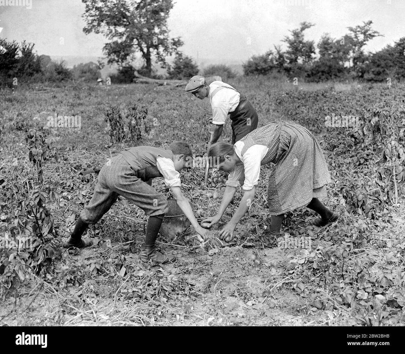 Campo da golf War Time, patate da coltivazione, ecc. sul campo da golf Sandy Lodge. Patate scavando per la casa di randello. 10 luglio 1916 Foto Stock