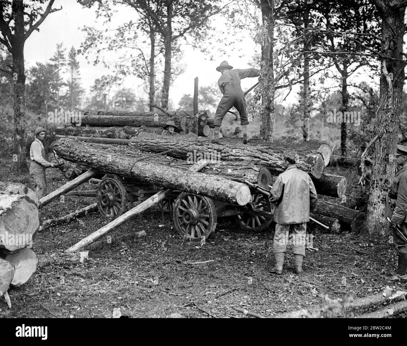 Didascalia originale: I lumbermen rossi indiani e canadesi impiegati vicino a Newton Abbot, Devon. Tagliando giù e segando gli alberi in assi per uso nelle trincee. Disegnare un tronco per mezzo della 'linea' che è una catena posta intorno ai tronchi e disegnata da cavalli. 1914-1918 Foto Stock