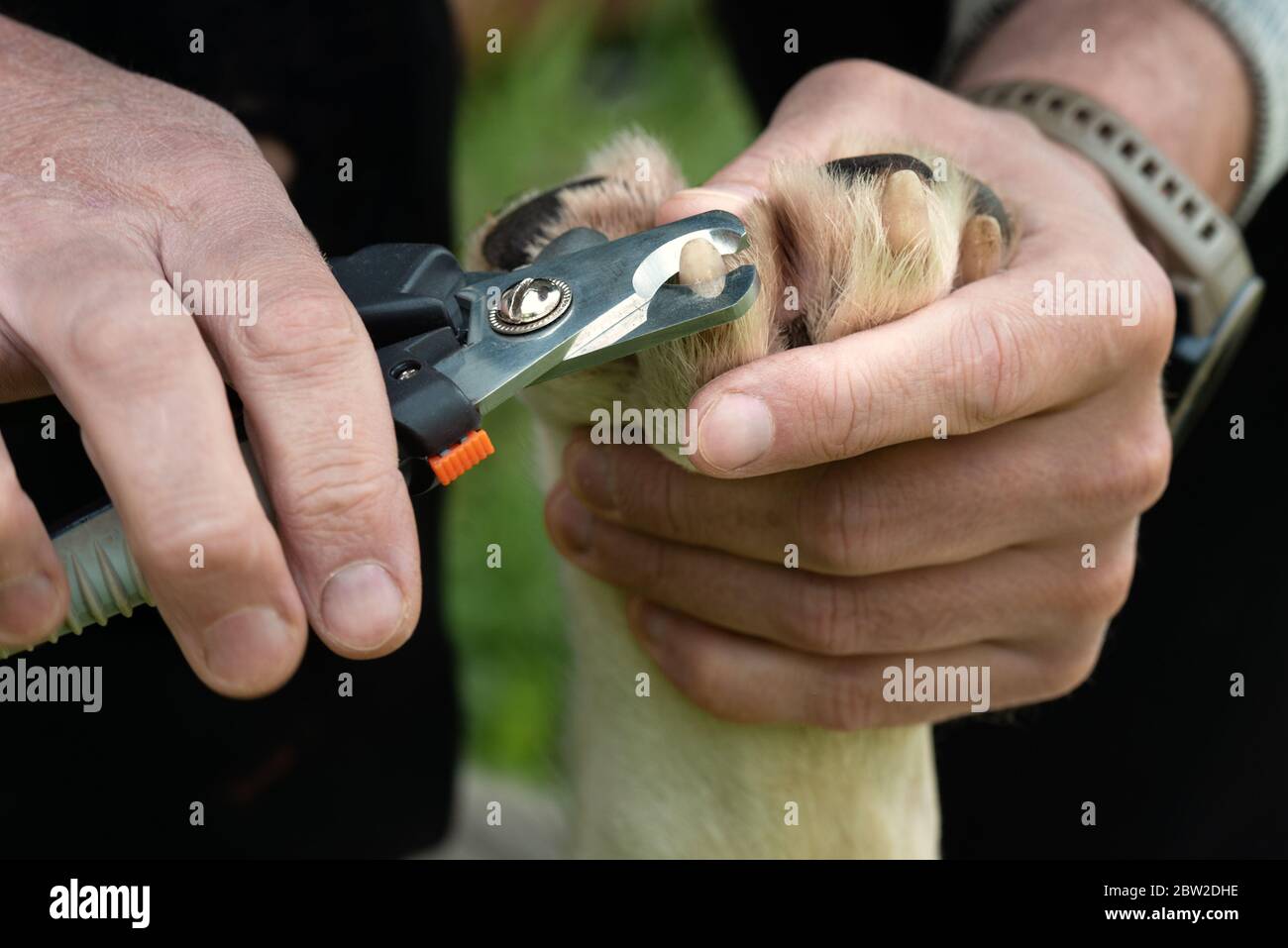 Taglio con griffa grande con forbici per due mani Foto Stock
