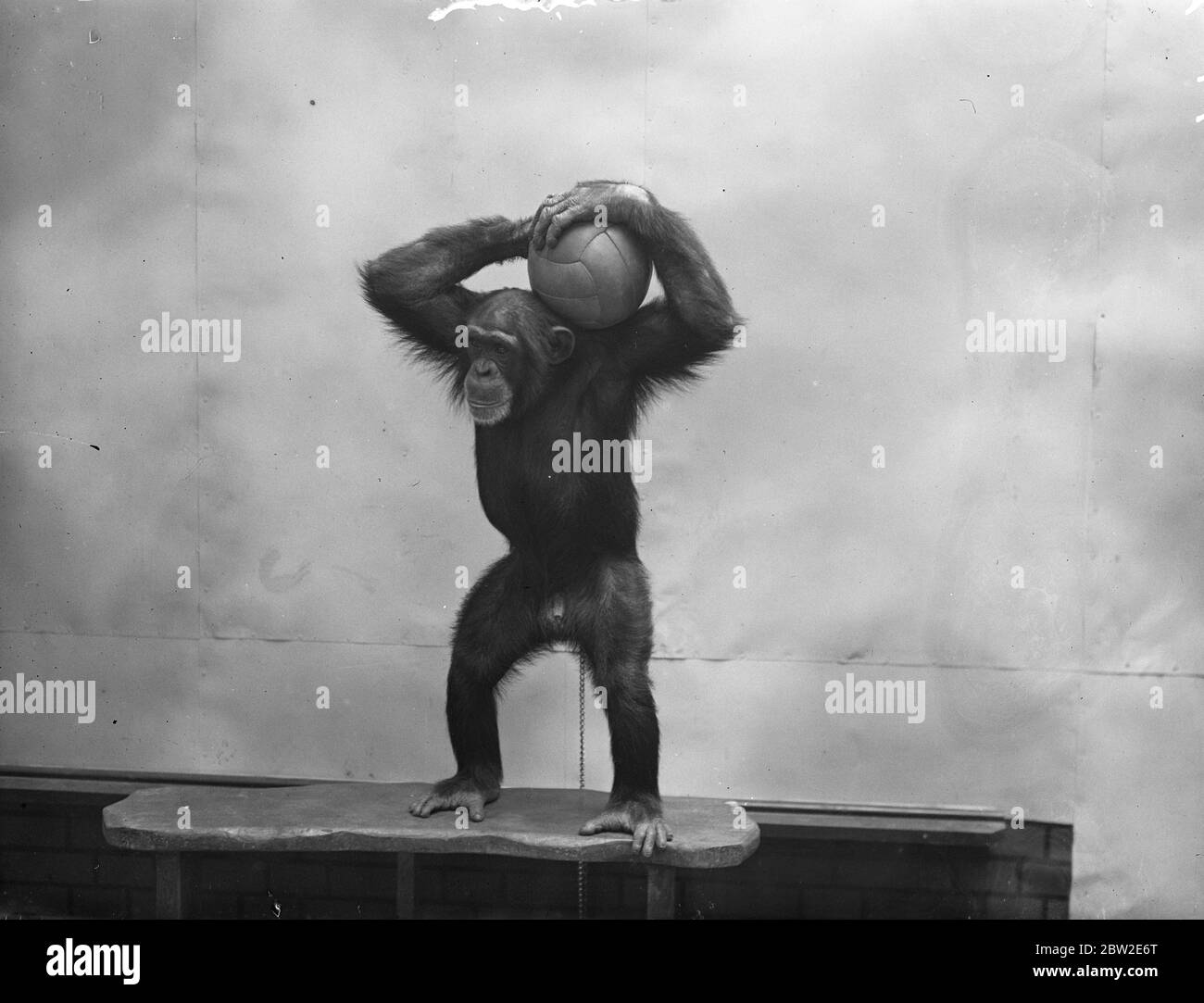 La stagione calcistica è stata ufficialmente inaugurata allo zoo di Londra, dove Peter, lo scimpanzé, fondatore del calcio nell'angolo degli animali domestici. 17 agosto 1937. Foto Stock