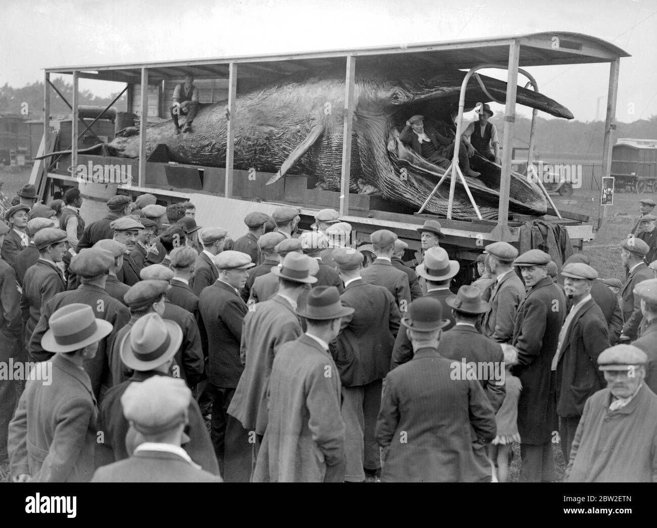 Al Museo Nazionale di Storia, Kensington . Una bottiglia di balena Noata pescata nel fiume Trent , vicino a Scunthorpe , Linc . Pesa 3 1/2 tonnellate e misura quasi 25 piedi . 20 agosto 1938 Foto Stock