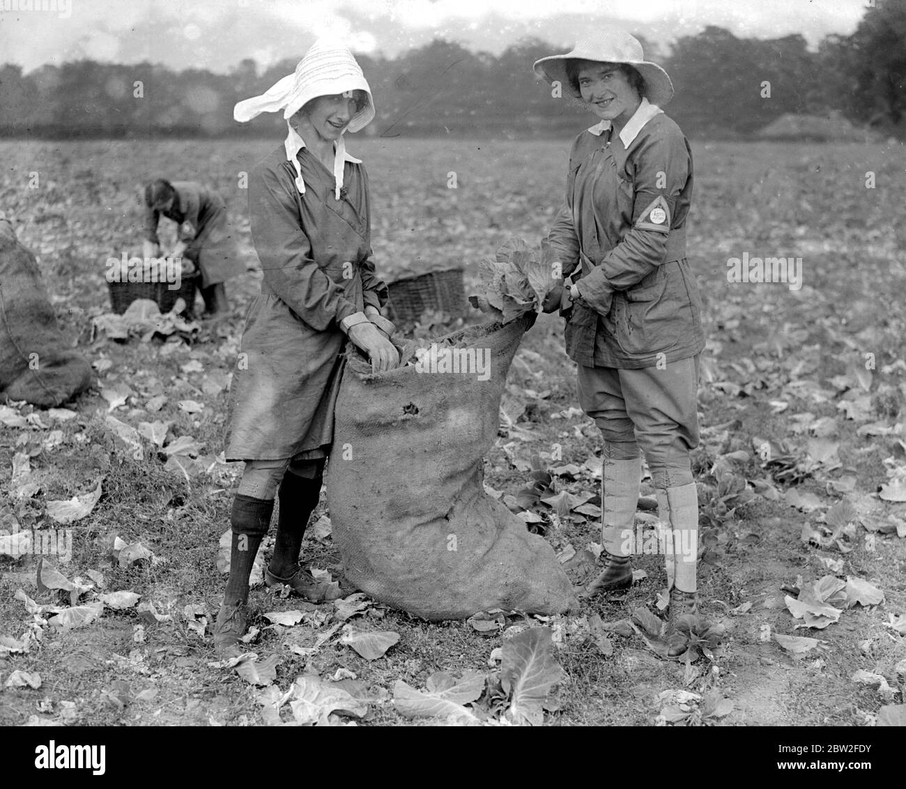 The War Brownies - il primo gruppo di donne che raccoglitori di frutta inviato dal Consiglio Nazionale di Terra, a Evesham. Essi comprendono le figlie di chierici, medici, avvocati e uomini d'affari, uno o due artisti, UN insegnante e ragazze da uffici. Spettacoli fotografici: Taglio e imballaggio Cabbage. 1914-1918 Foto Stock