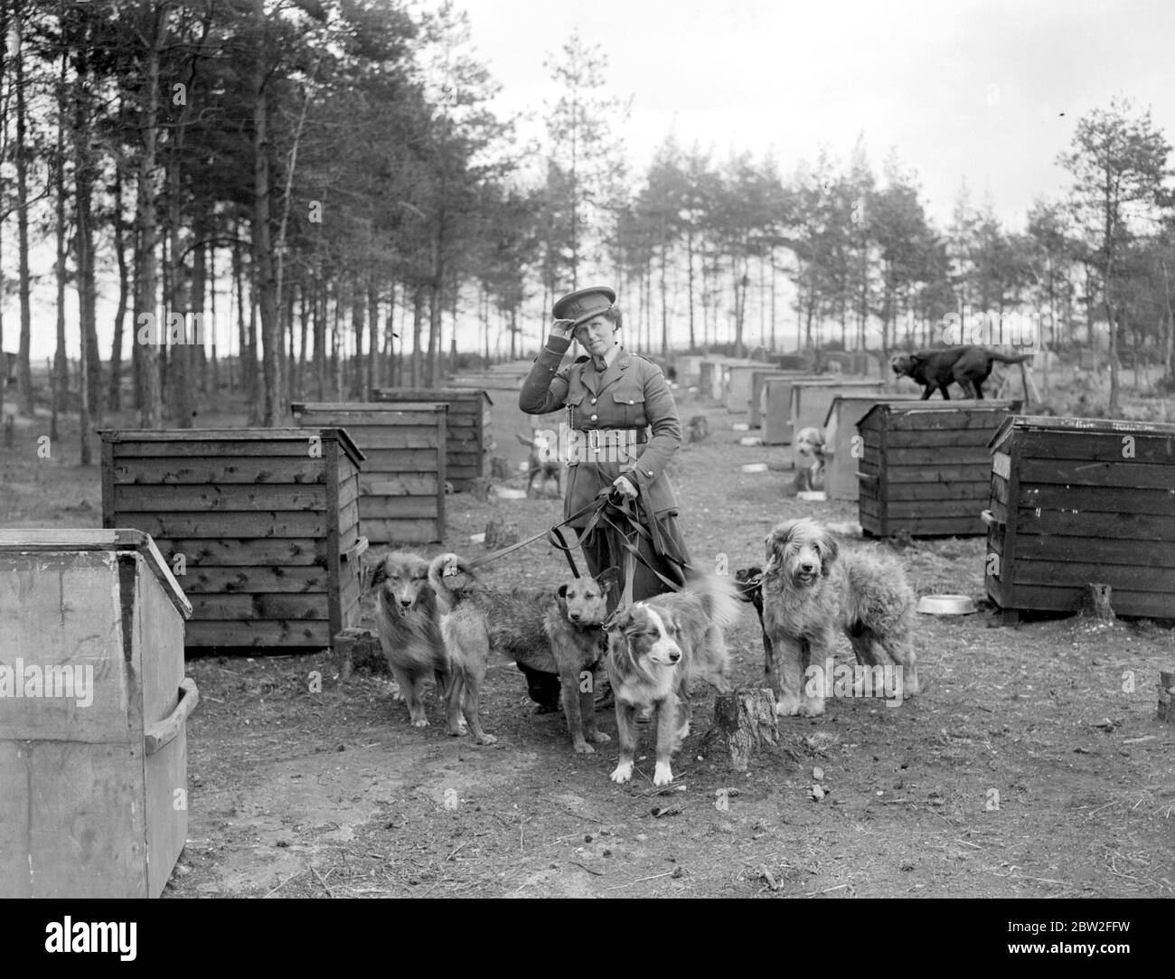 Cani da addestramento alla War Dog's Training School di Lyndhurst. Prendendo cani attraverso le trincee. 26 aprile 1919 Foto Stock