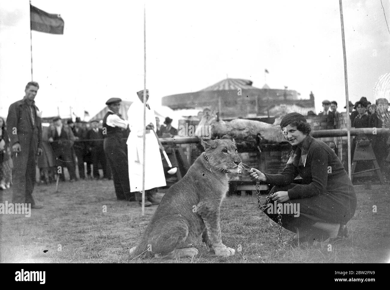 Leone a un bue arrostire a Woolwich. 1934 Foto Stock