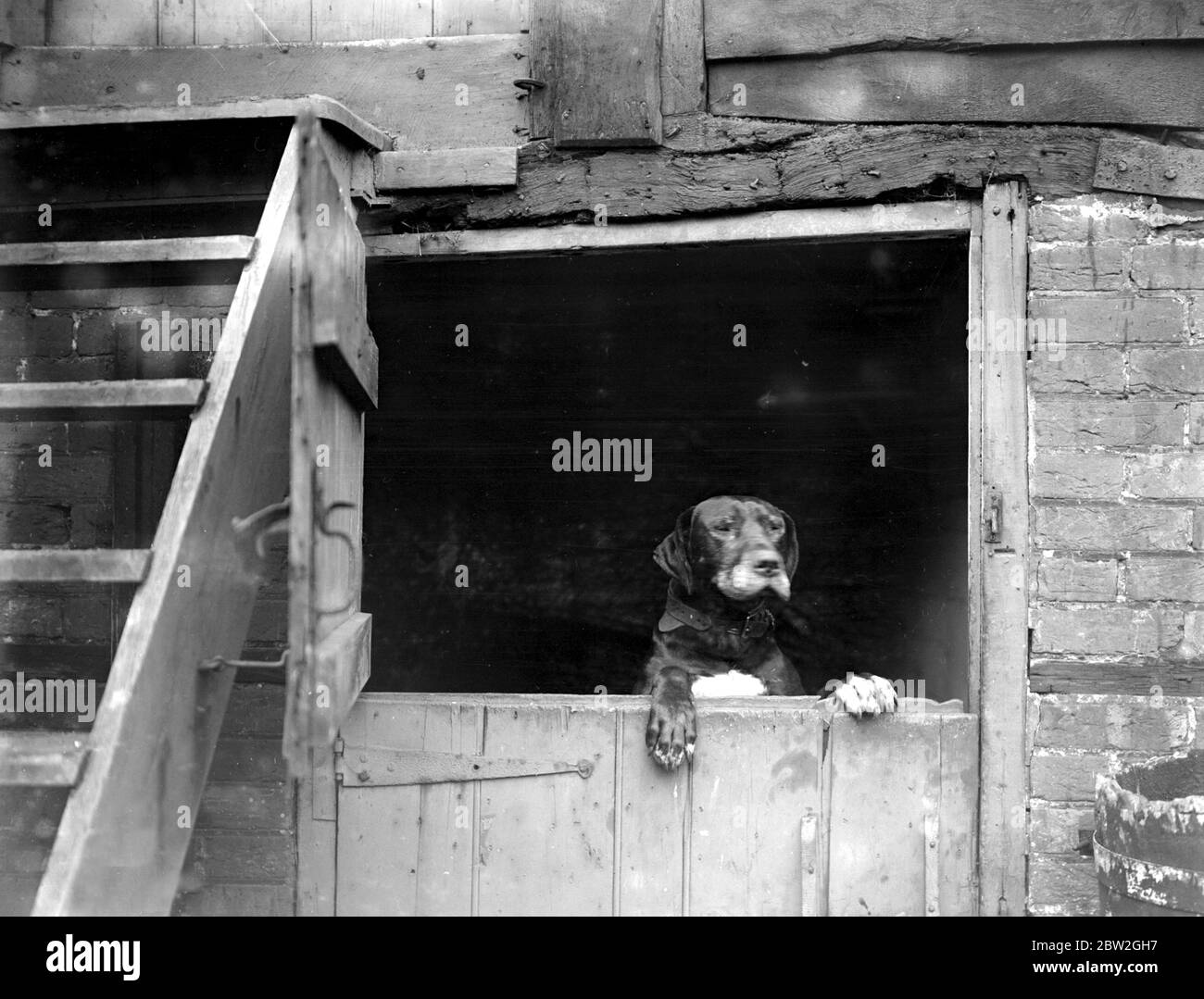 Bruce il nuovo cane ha presentato alla stazione dei vigili del fuoco di Manchester Square per sostituire la torba 14 marzo 1922 Foto Stock
