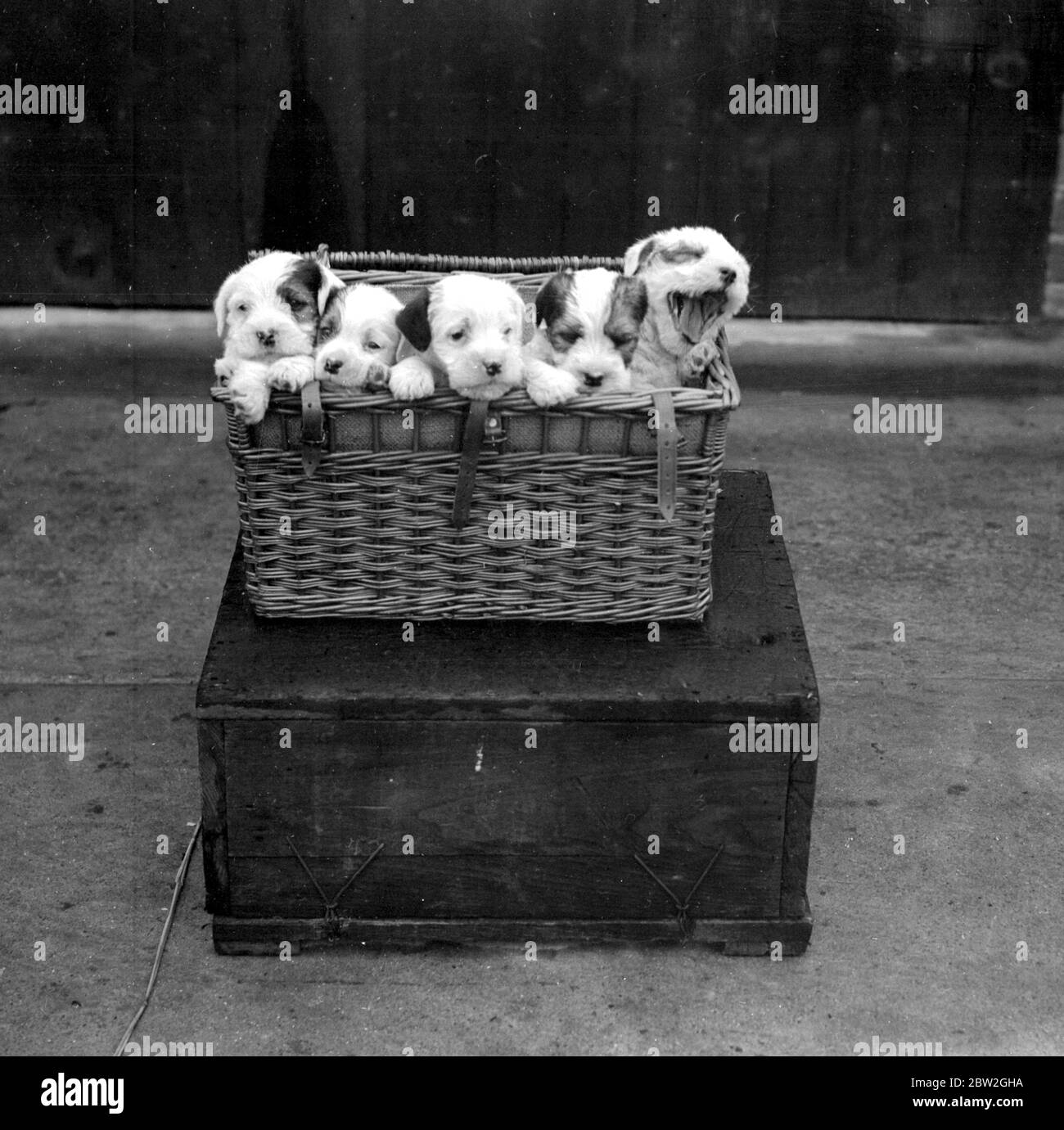Spettacolo del Midland Sealyham Club al Rugby. Un cestino pieno di cuccioli. 21 maggio 1924 Foto Stock