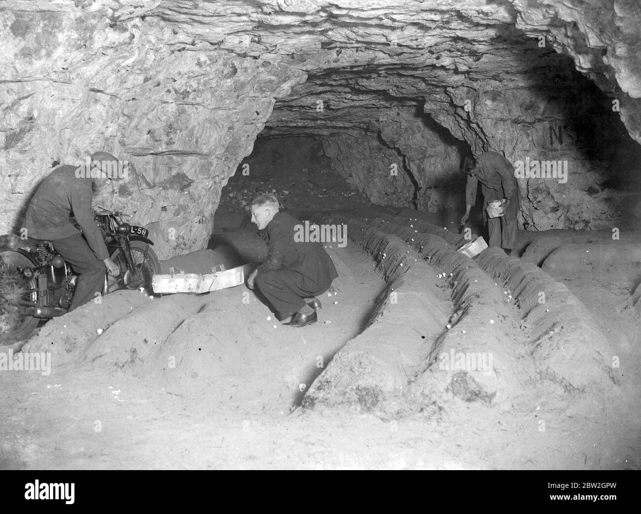 Moto nelle grotte di Chislehurst, Kent. Coltivazione di funghi. 1934 Foto Stock