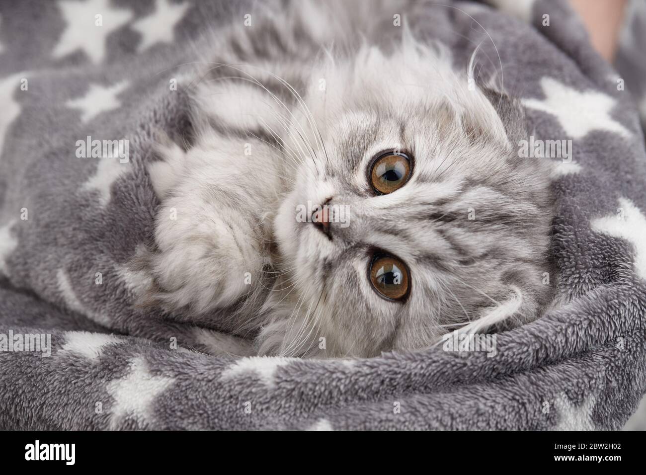 Highland cucciolo piegato avvolto in coperta, ritratto animale domestico Foto Stock