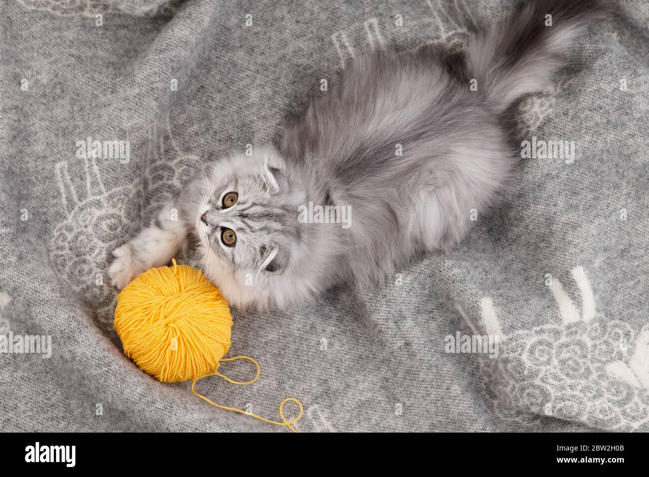 Allegro cucciolo ripiegato su fondo coperta di lana, ritratto di animali domestici Foto Stock