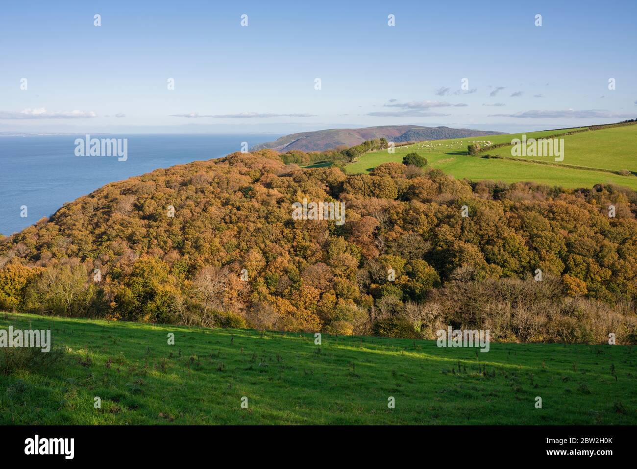 Vista autunnale su Worthy Wood il canale di Bristol nel Parco Nazionale di Exmoor, Somerset, Inghilterra. Foto Stock