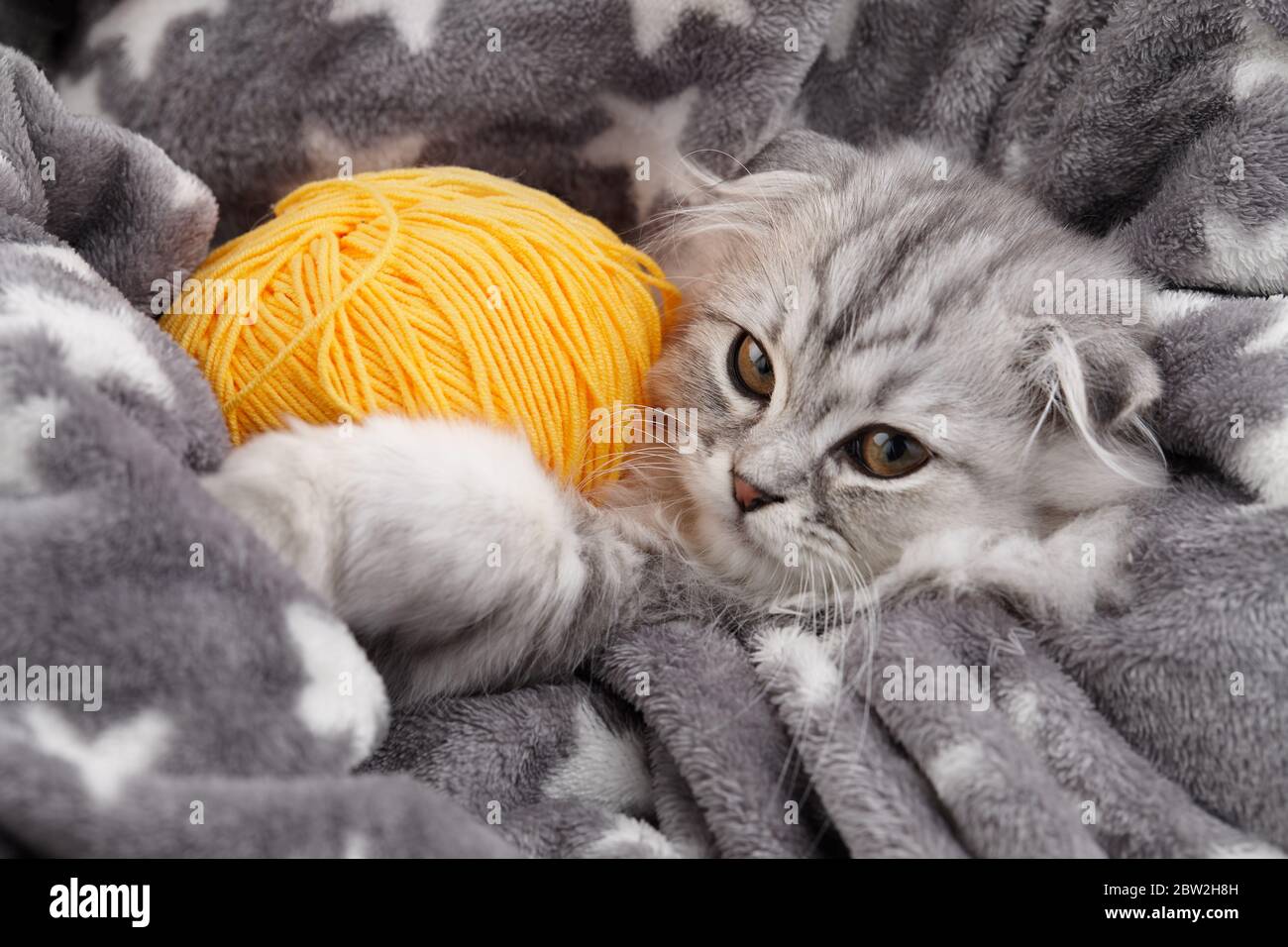 Highland cucciolo piegato avvolto in coperta, ritratto animale domestico Foto Stock