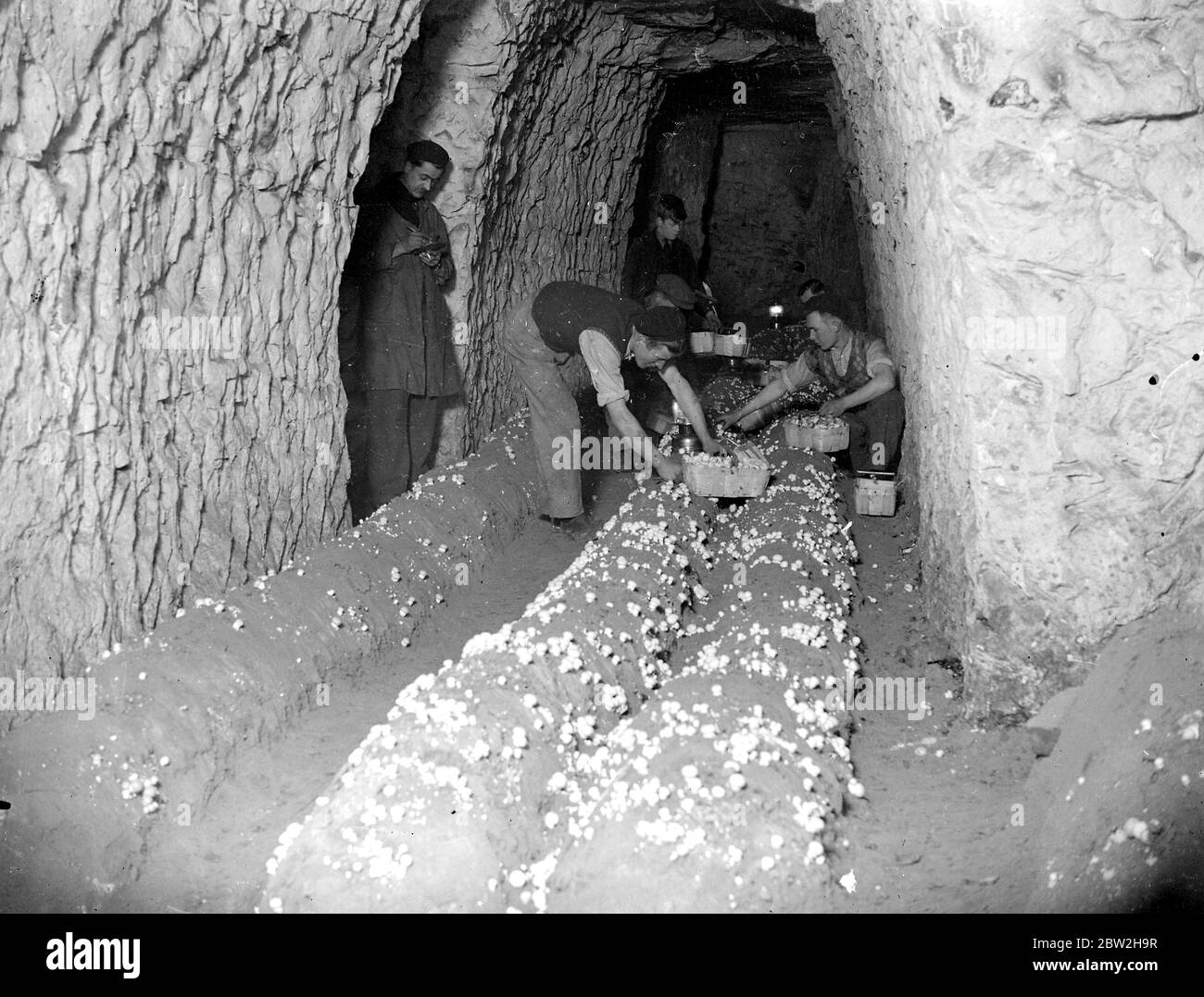 Funghi (grotte di Chislehurst). 1934 Foto Stock