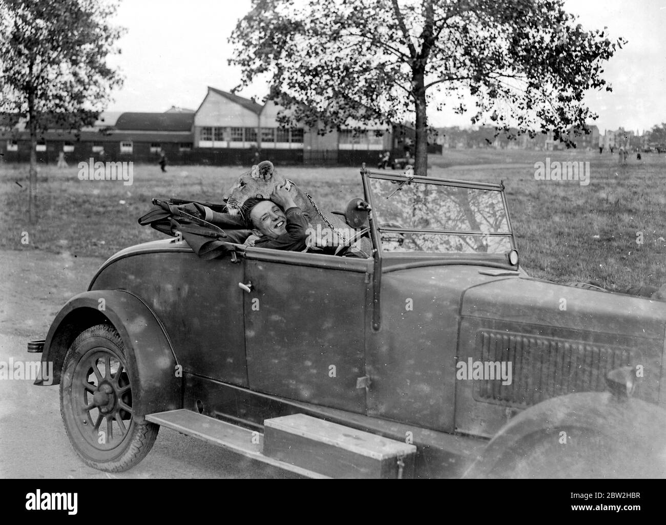 Leone animale domestico in auto. 1934 Foto Stock