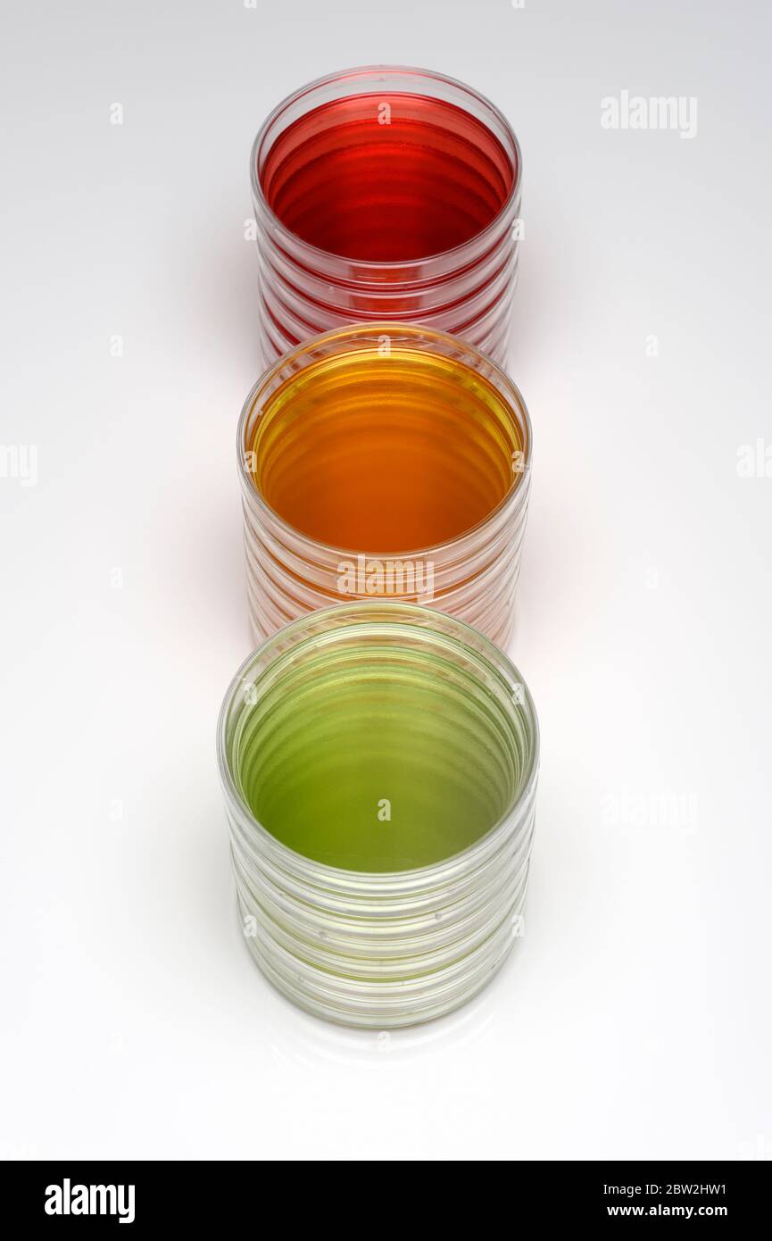 Capsule di Petri di colore rosso ambra e verde Foto Stock