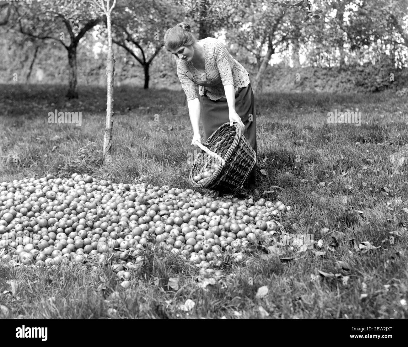 Produzione di sidro nel Devenshire . 5 novembre 1922 Foto Stock