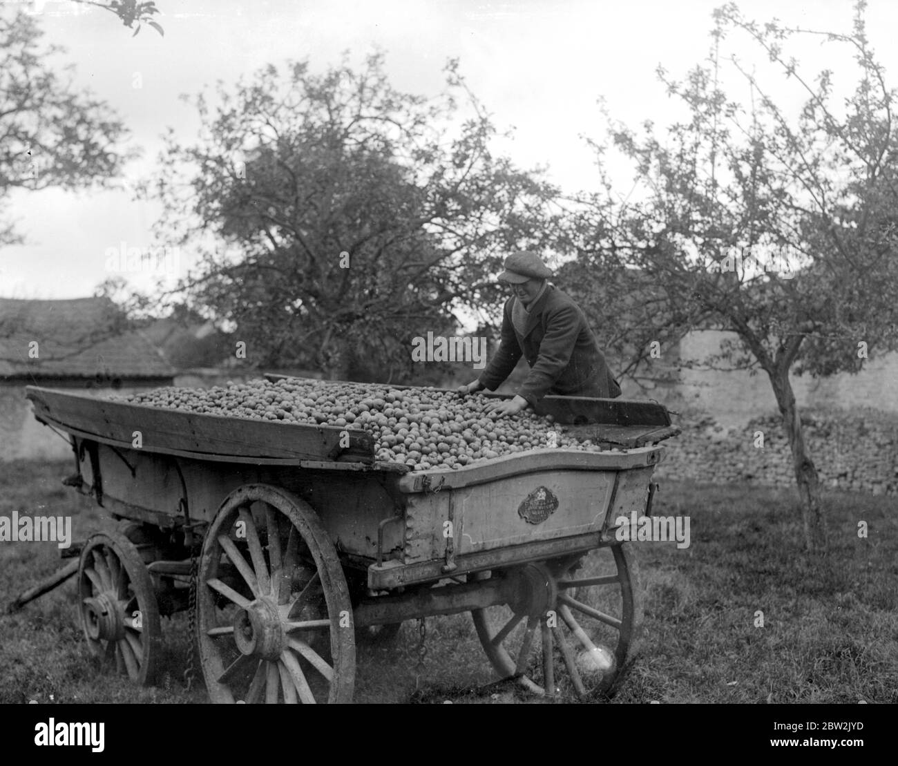 Produzione di sidro nel Devonshire . Raccolta di mele nei frutteti . 5 novembre 1922 Foto Stock