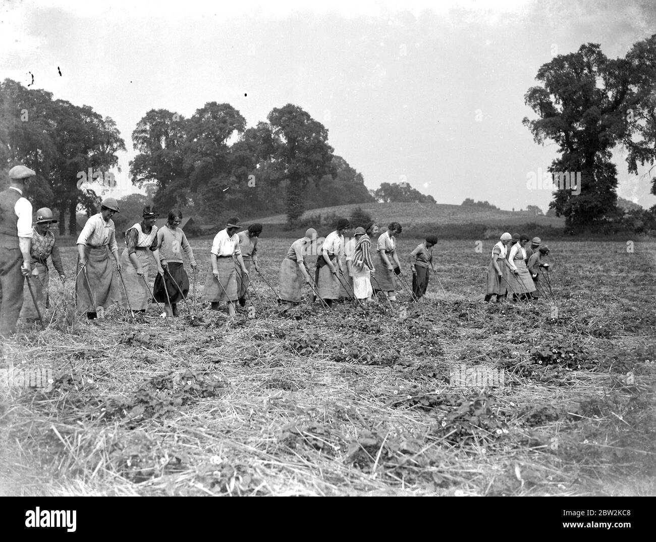 Coltivazione di fragole. Pulizia del lavoratore. 1934 Foto Stock