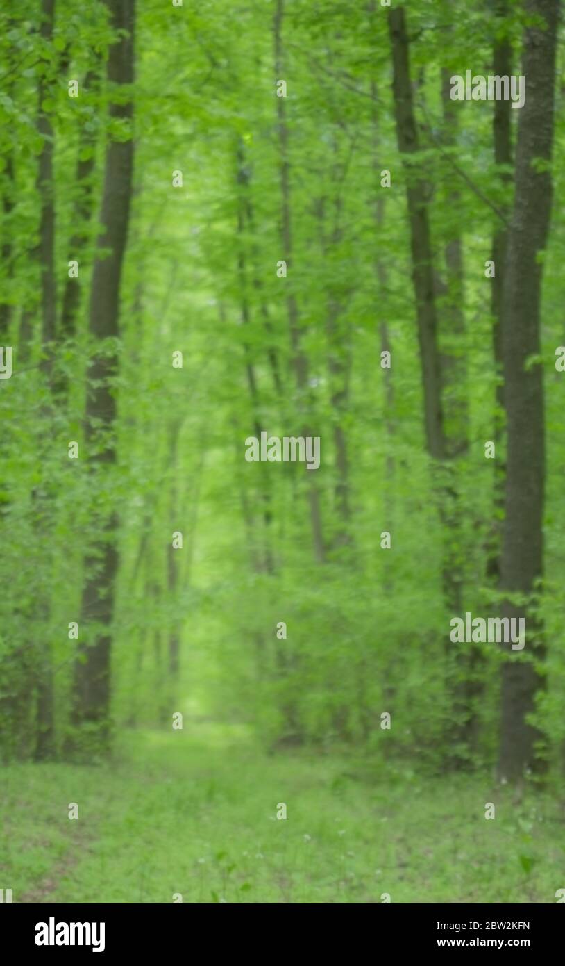 Sfondo natura sfocato. Sfondo della foresta sfocato. Gli alberi verdi si sfocano sfocati. Verticale. Foto Stock