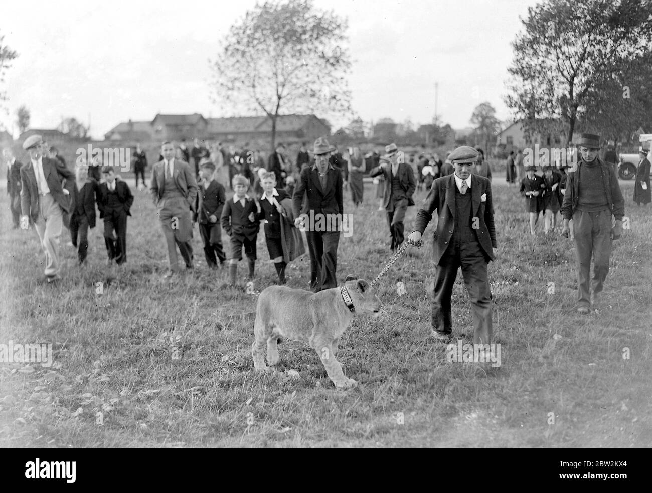 Un Lion animale domestico. 1934 Foto Stock