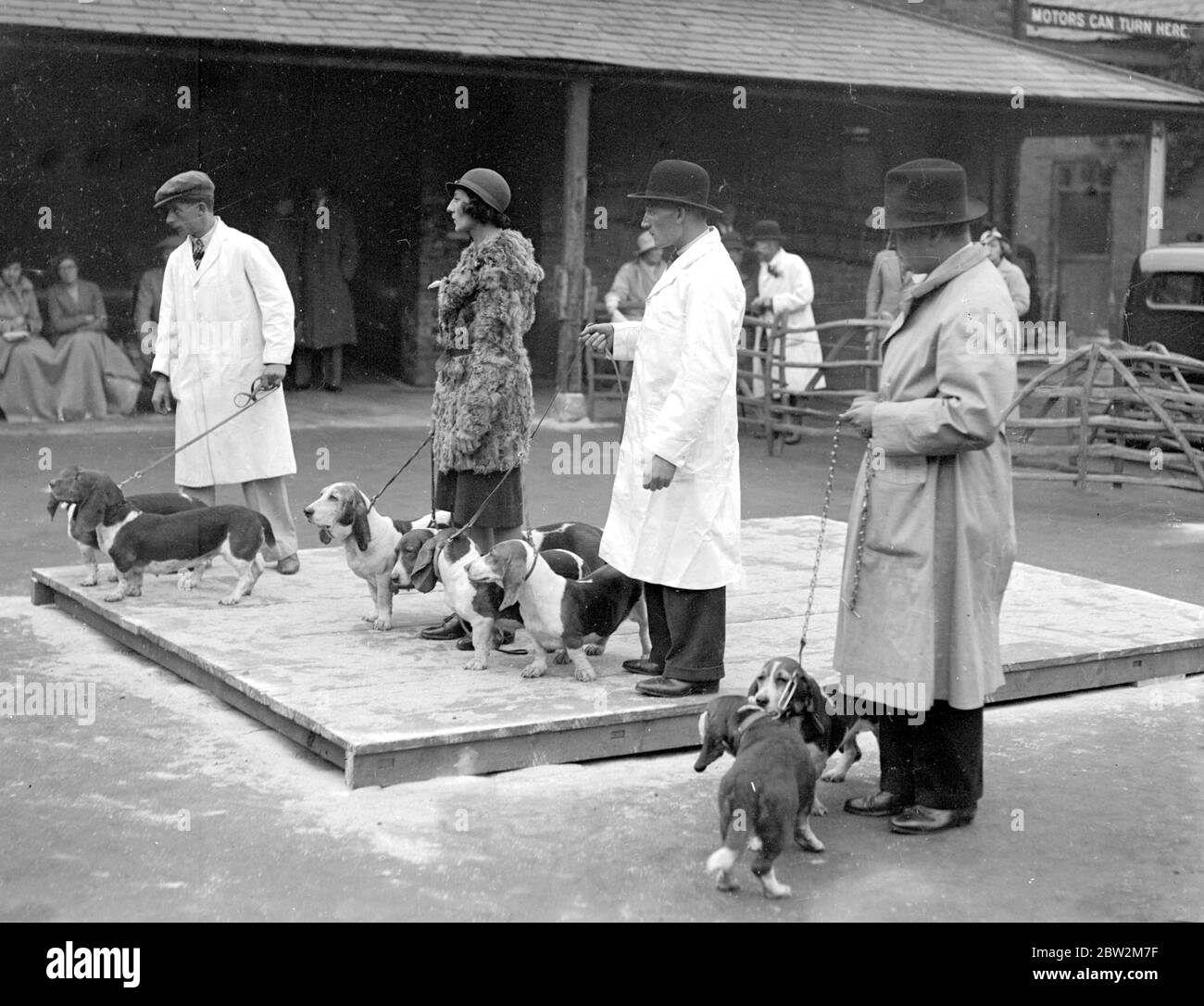 Spettacolo Basset Hounds al White Lion Hotel, Banbury. Hounds nel ring con la valutazione in corso. 24 ottobre 1934 Foto Stock