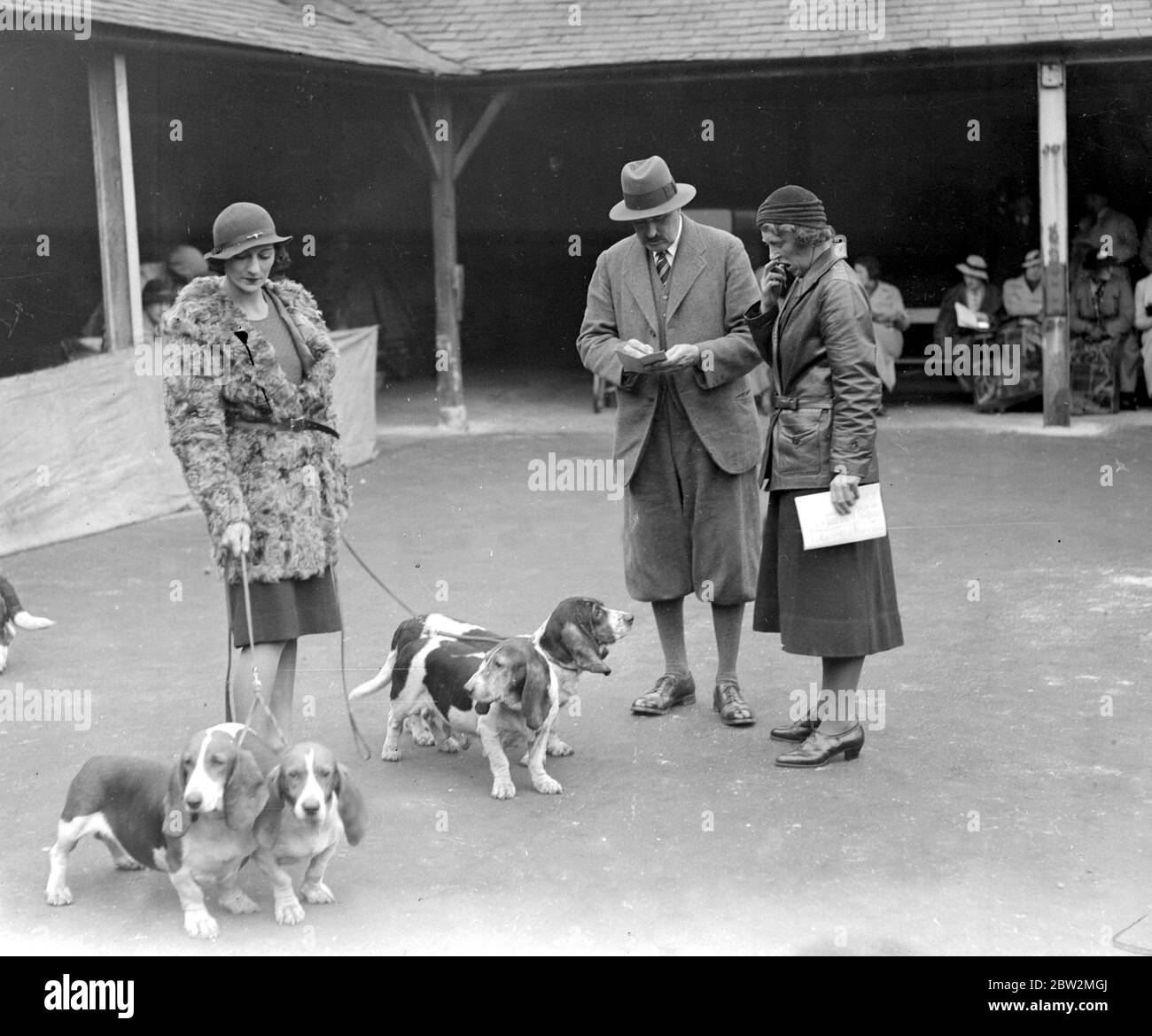 Spettacolo Basset Hounds al White Lion Hotel, Banbury. Hounds nel ring con la valutazione in corso. 24 ottobre 1934 Foto Stock