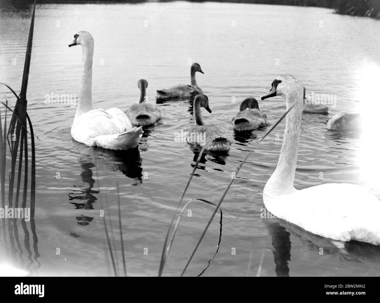 Swan e Cignets. 1933 Foto Stock
