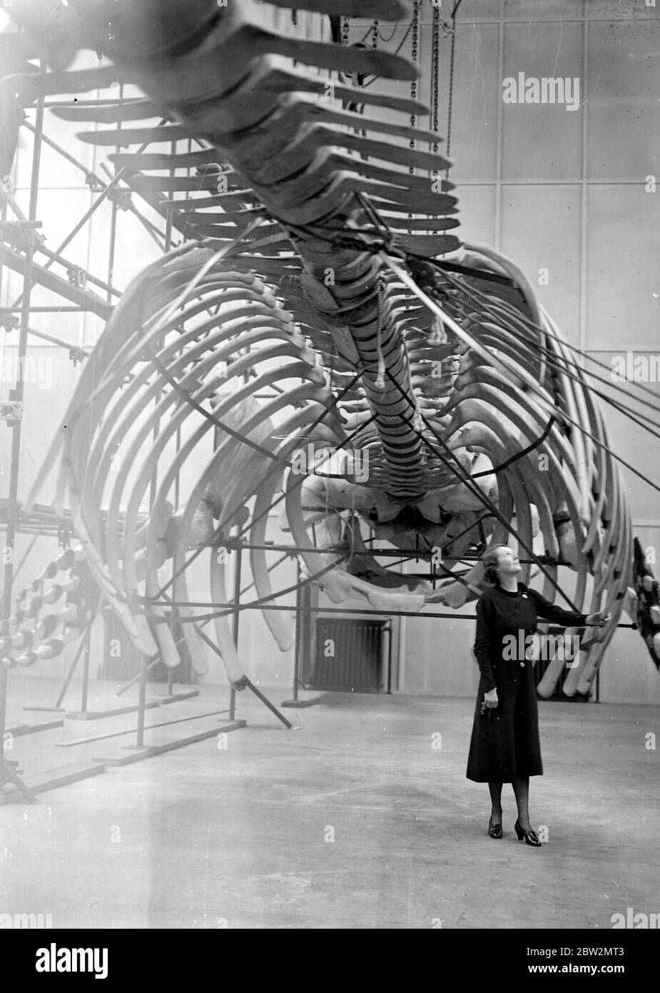 Nella nuova Whale Hall del National History Museum , Kensington . Il più grande scheletro di balene mai esposto pesa 10 tonnellate . 23 febbraio 1934 Foto Stock