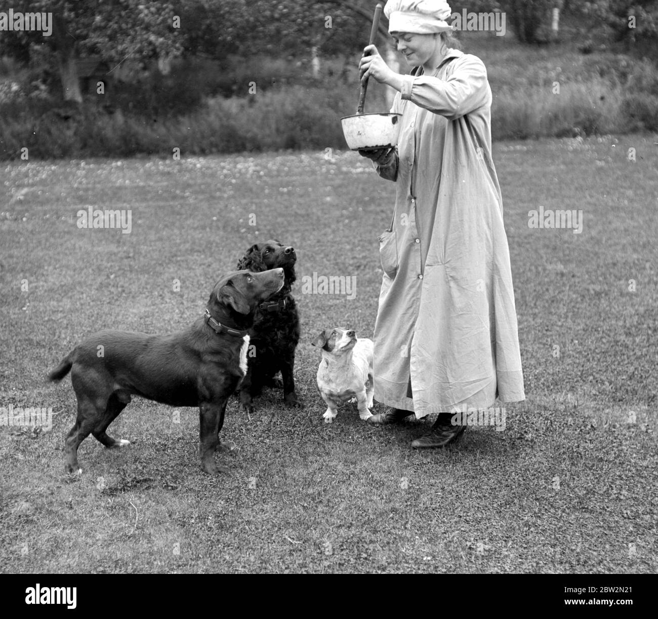 Hotel per cani a Blackheath, vicino a Colchester. 5 giugno 1919 Foto Stock