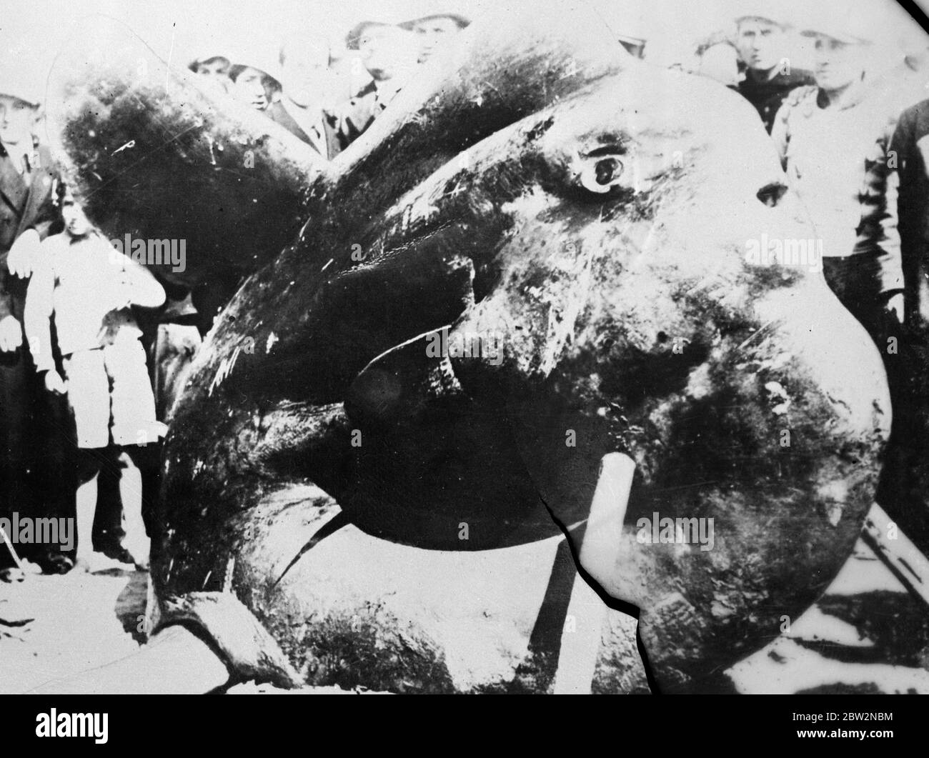 Mostro catturato nell'Adriatico . Dato dagli scienziati il nome impressionante Orthagoriscus Urola , un enorme mostro marino è stato catturato nel mare Adriatico . Gli esperti dichiarano che la creatura è uno degli esemplari più straordinari di vita marina che abbiano mai esaminato . Il mostro dopo la sua cattura . 14 maggio 1934 Foto Stock