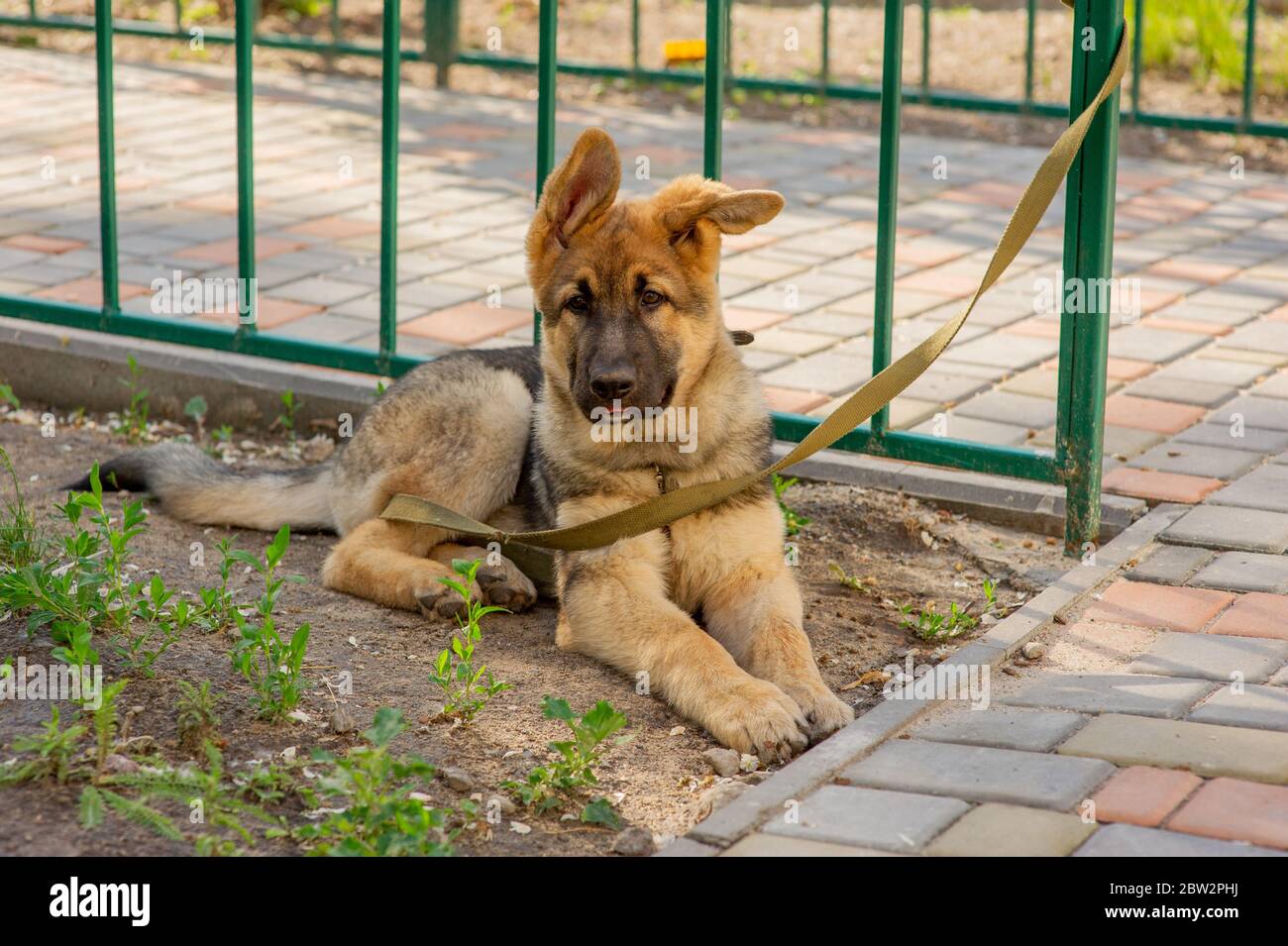 Pastore ritratto. Cucciolo di pastore europeo. Cane per una passeggiata Foto Stock
