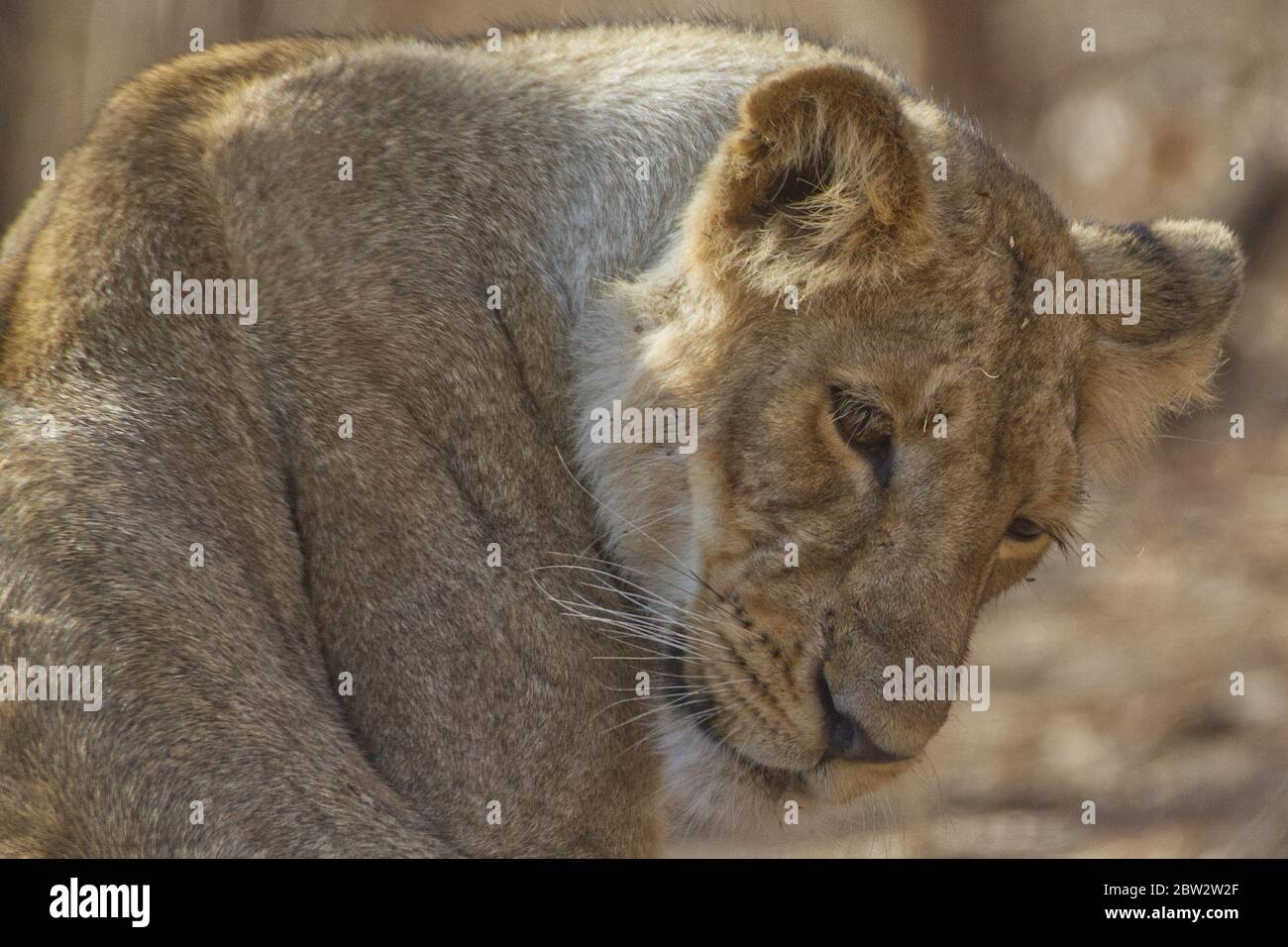 Leone asiatico (Panthera leo leo) Foto Stock