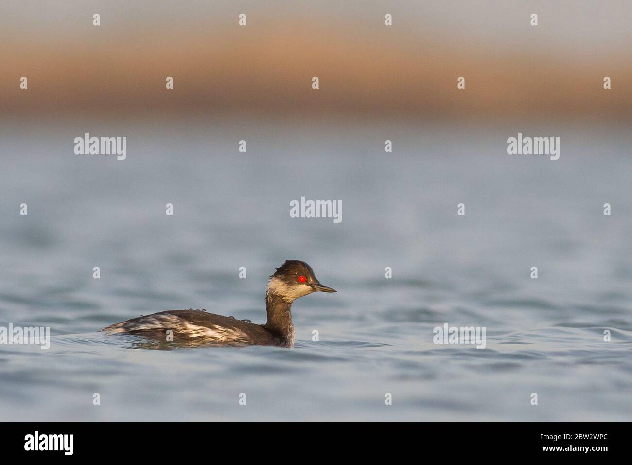 GrBE (Podiceps nigricollis) a Narara, Marine National Park, Jamnagar, Gujarat, India Foto Stock