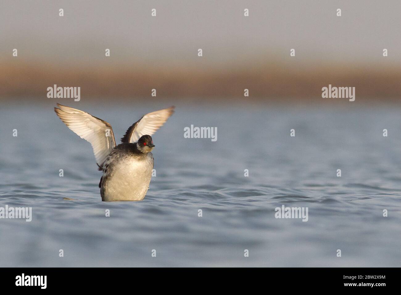 GrBE (Podiceps nigricollis) a Narara, Marine National Park, Jamnagar, Gujarat, India Foto Stock
