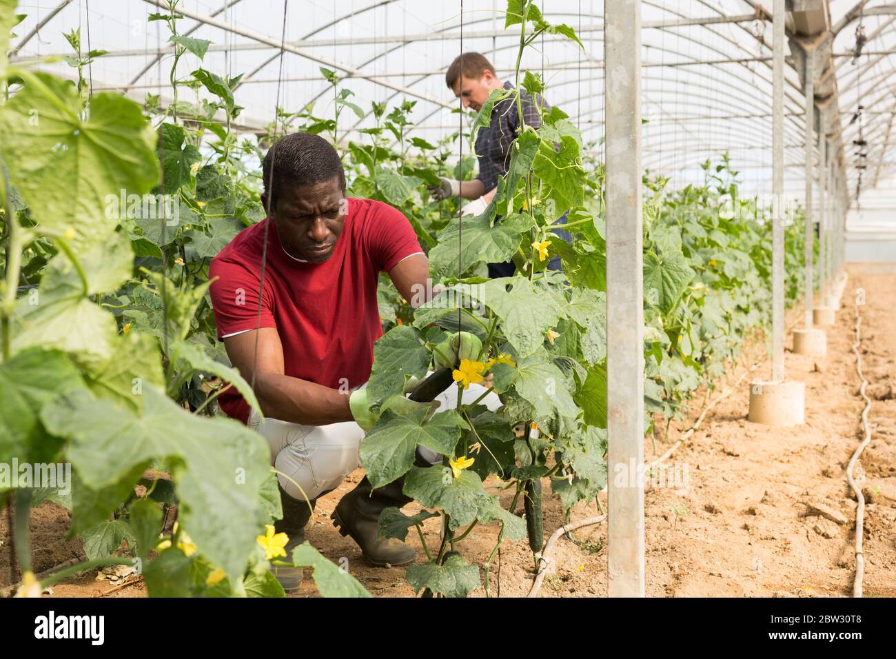 Operaio afroamericano che raccoglie cetrioli in serra Foto Stock