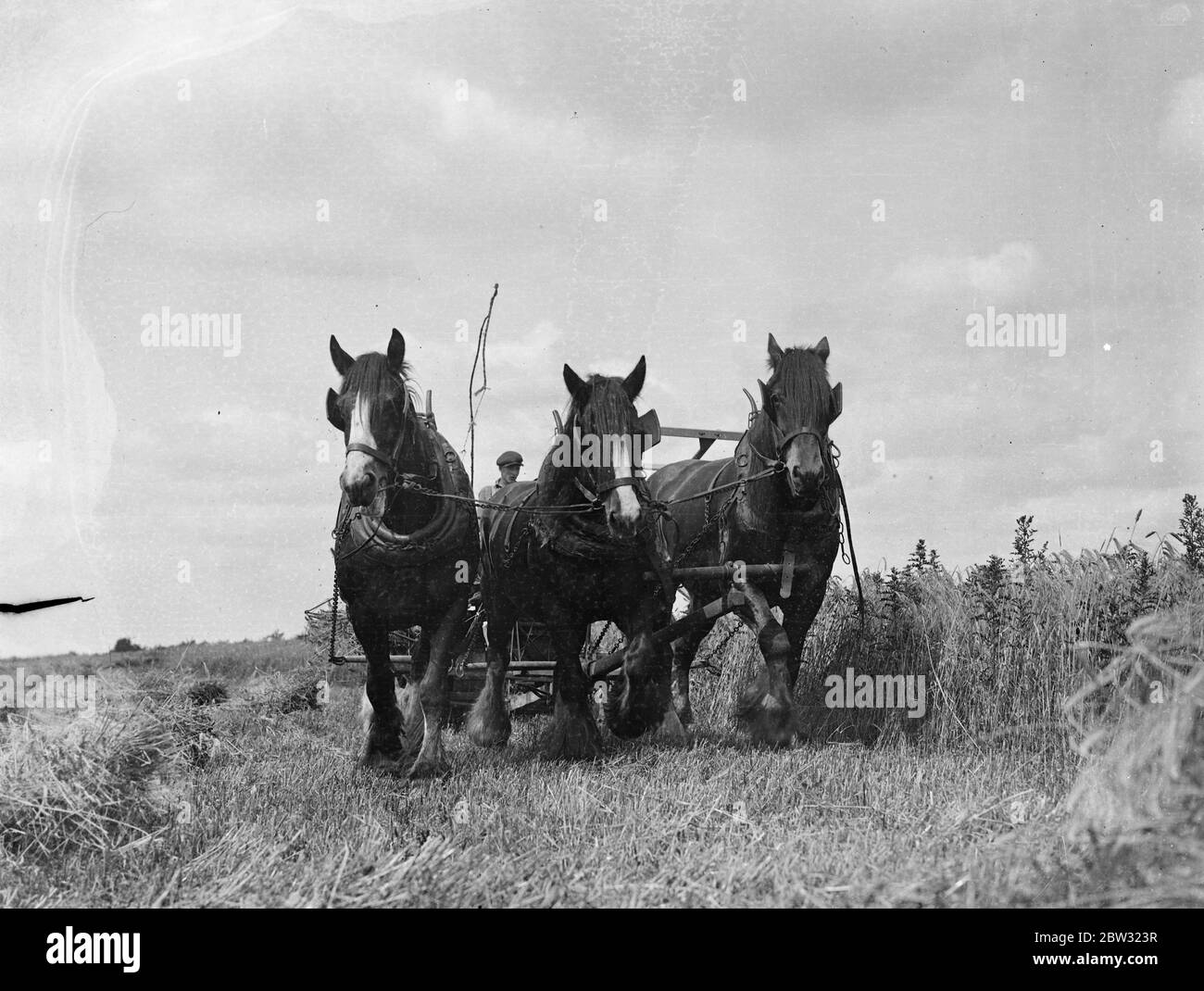 Corsa agaunst tempo di raccolta in Essex . Gli agricoltori dell' Essex sono impegnati in una corsa drammatica contro il tempo approfittando dell' incantesimo bel tempo , per raccogliere il loro mais e altre colture . In luoghi la raccolta è stata fatta a mano perché le tempeste hanno posato il grano sul terreno su grandi aree . Raccolta del grano a Margaret Roding , in Essex . 9 agosto 1932 Foto Stock