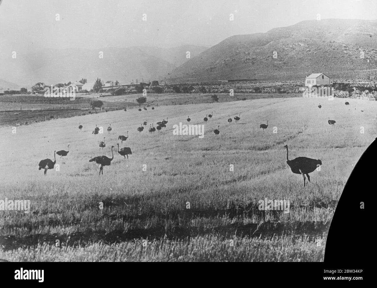 Allevamento di struzzo in Sudafrica . Agosto 1932 Foto Stock