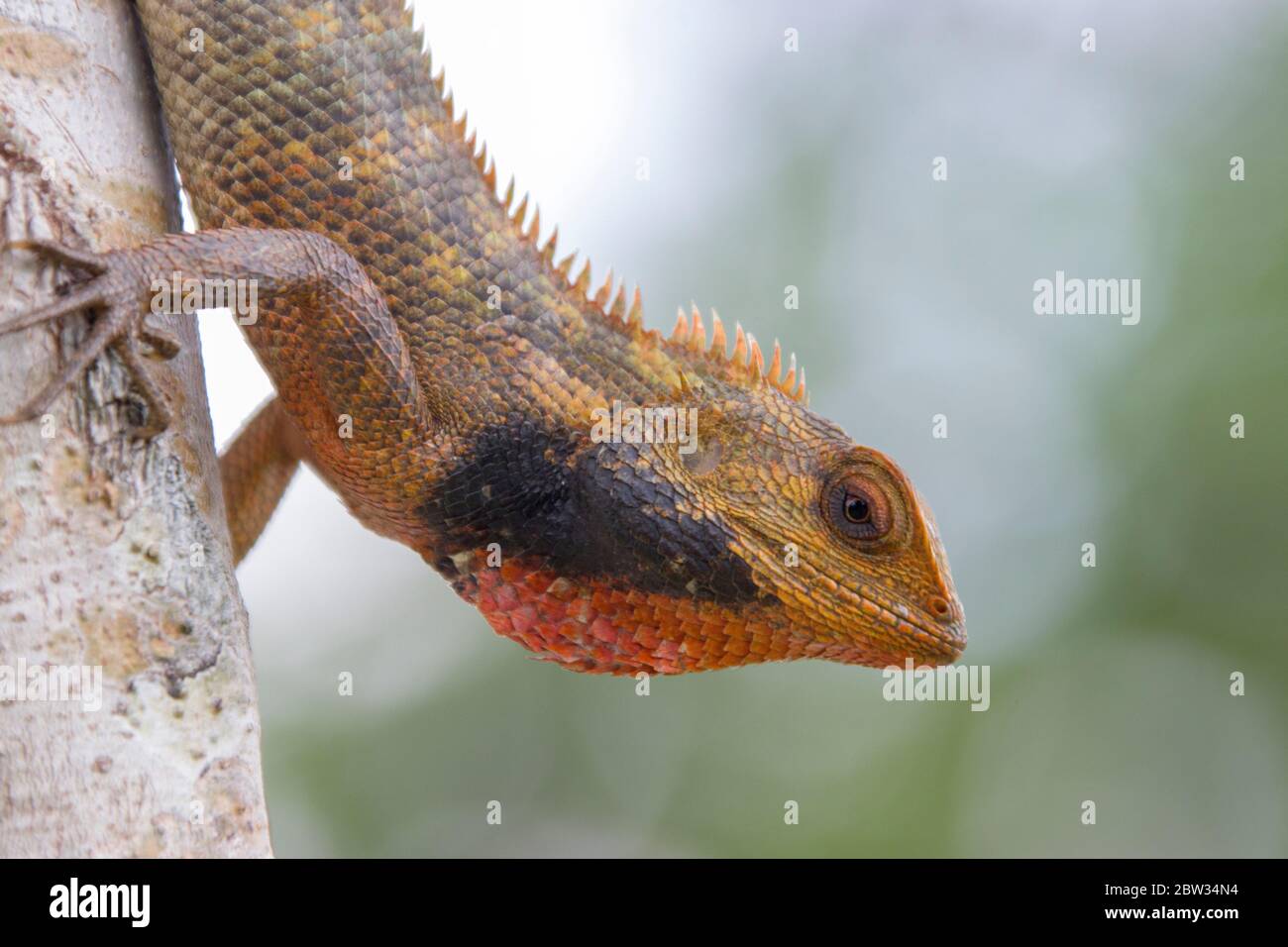 Una lucertola da giardino orientale (Calotes versicolor) nella riserva delle paludi di Sungei Buloh Singapore, diffusa in indo-Malaya. Ha Foto Stock