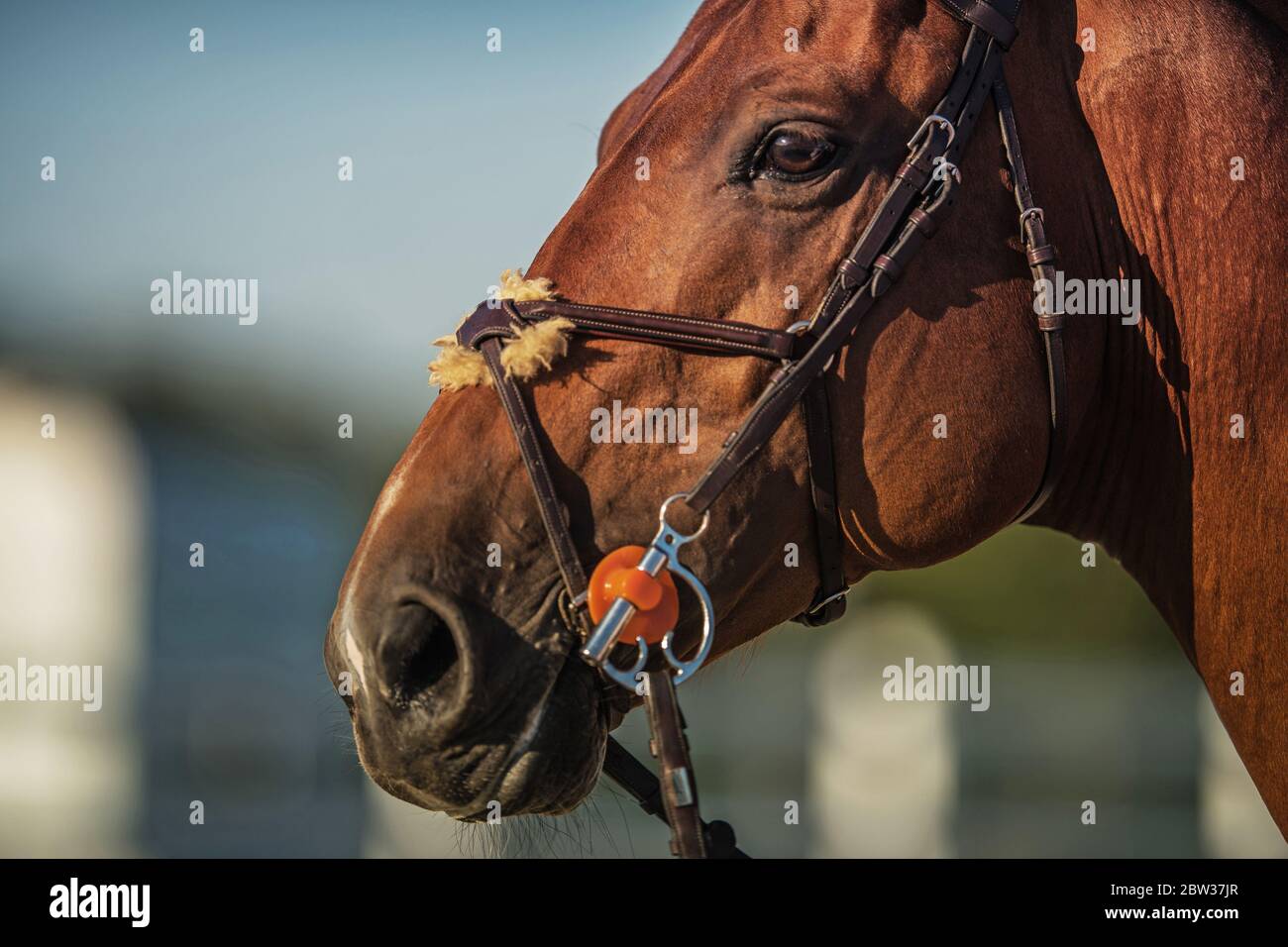 Tema industria equestre. Testa di cavallo marrone primo piano foto. Equitazione. Foto Stock
