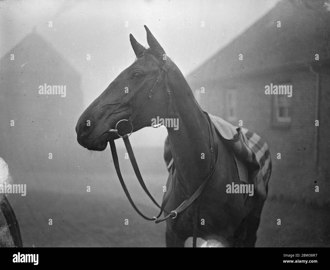 Prime foto di ' Heartbreak Hill' in allenamento a Lewes - il candidato irlandese preferito per il Grand National . Queste sono le prime foto del nove anni Steeplechaser, ' Heartbreak Hill', in allenamento a Lewes , Sussex , dove si è unita al team di Stedall . ' Heartbreak Hill', che è caduto nel Grand National dello scorso anno e che è già stato molto fantasioso per questo evento di anni. 3 gennaio 1934 Foto Stock