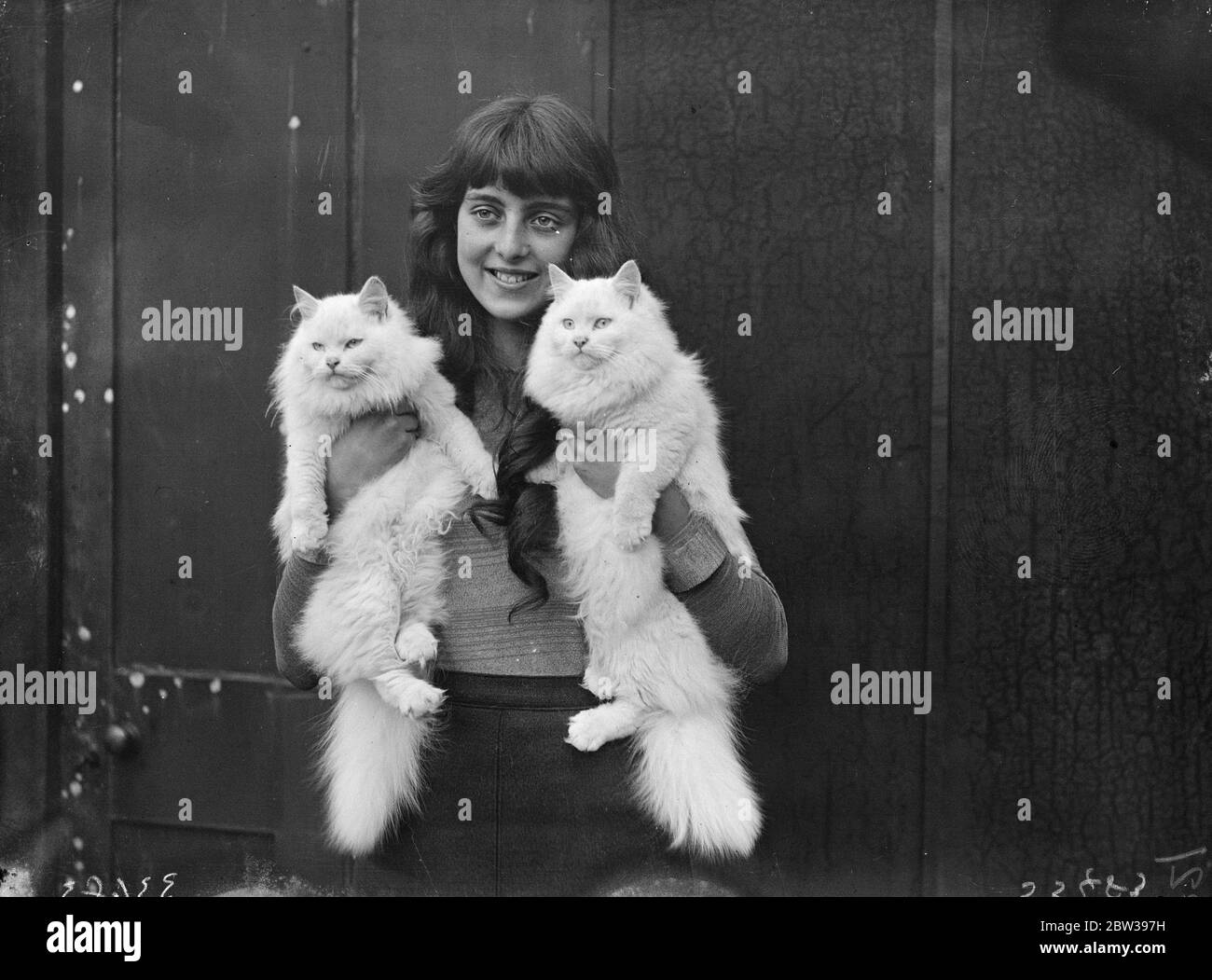 Premio vincitore al Croydon Cat Club' s show . La mostra di campionato del Croydon Cat Club si è svolta presso la Central Baths Hall , Croydon , Surrey . Spettacoli fotografici ; Miss D Reynolds Sams , con i suoi gatti persiani bianchi premiati allo spettacolo . 15 novembre 1933. 30s, 30s, 1930, 30s, 30ties, 19theed trenties Foto Stock