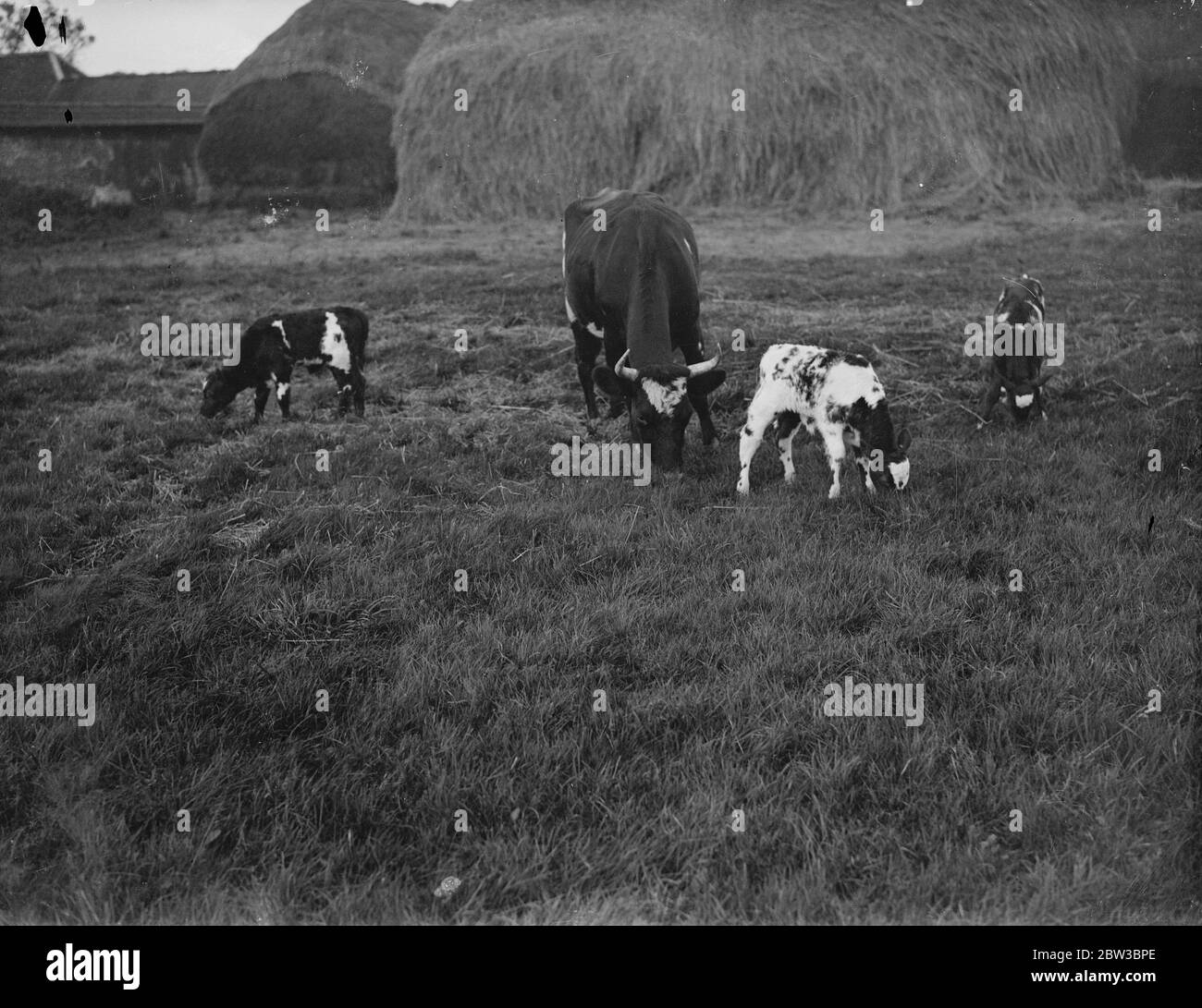 La giovenca dà le nascite alle triplette , la prima per 50 anni a Braishfield , Hampshire . 23 ottobre 1934 Foto Stock