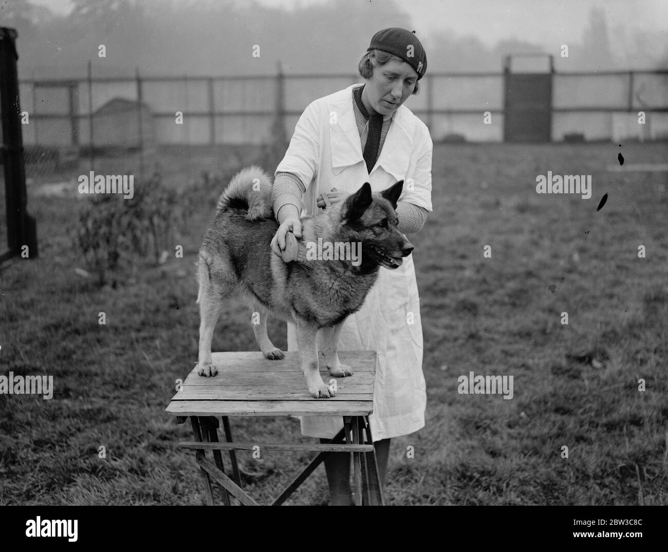 Elkhound ha dato un trattamento di bellezza per il campionato . 5 novembre 1934 Foto Stock