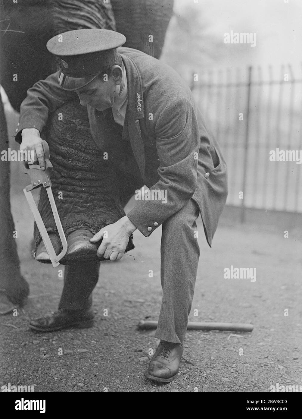 Zoo elefante subisce un trattamento di bellezza . 14 novembre 1934 Foto Stock