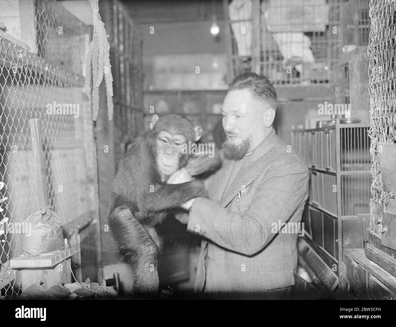 Il Dr Du Berrie ha rinunciato alla medicina per tendere agli animali malati a Londra . 17 novembre 1934 Foto Stock
