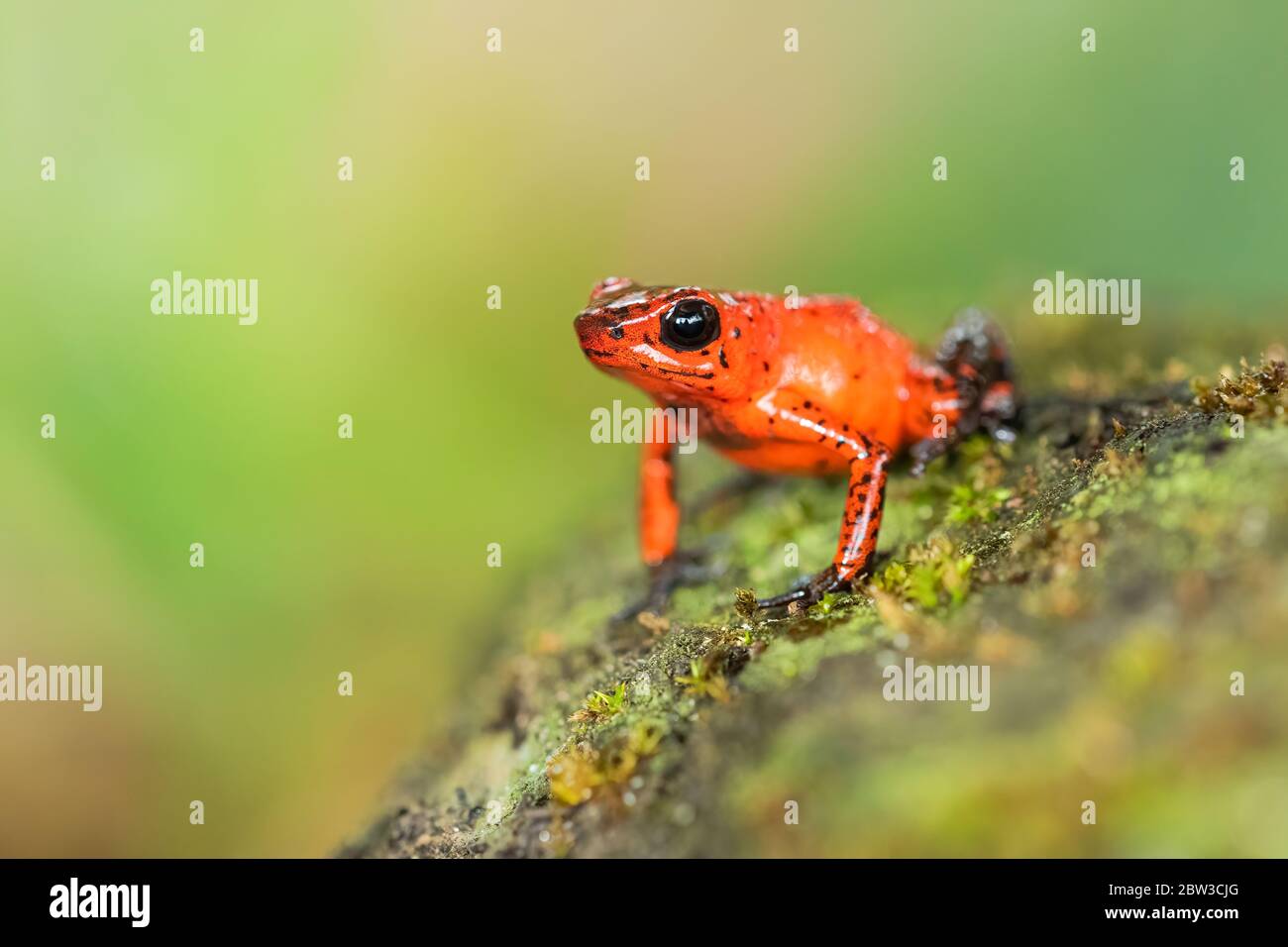 Rana di veleno di fragola (Oophaga pumilio), già Dendrobates pumilio) in Costa Rica Foto Stock