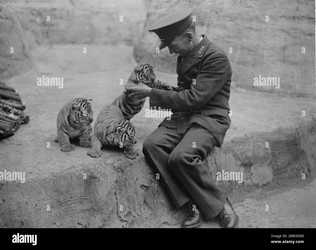 I nuovi cuccioli di tigre di Ranee a Whipsnade . Il guardiano di Ranee che gioca con i cuccioli . 14 ottobre 1935 Foto Stock