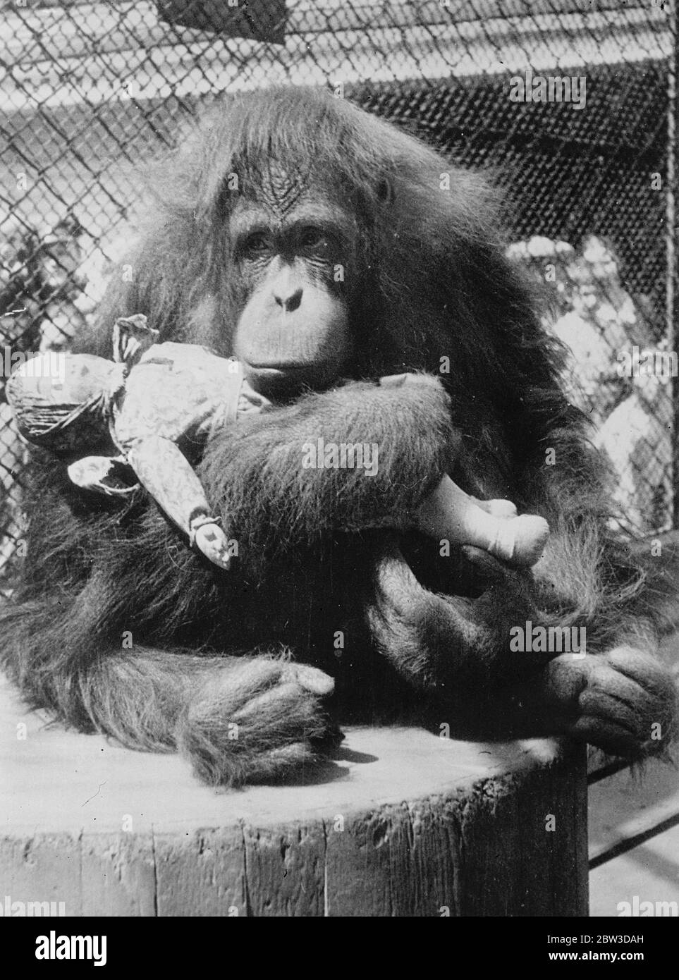 Frina , l' Orangutan , fa una tenera infermiera . Le due ' stelle ' dello Zoo di Mosca sono Frine , un'uscita orang , e Liza , uno scimpanzé . La passione consumante di Frina è per le bambole . C'è una in particolare sulla quale elargisce la cura di una madre e che di solito si vede allattarsi con grande tenerezza . Liza è sempre una donna perfetta . Anche quando non ci sono moscoviti interessati che sbirciano nella sua gabbia , si rifiuta di mangiare o bere a meno che non sia protetta dalla sua pannocciola e sia proved con piatti , cucchiai e bicchieri adeguati . Spettacoli fotografici , Frine the orang outang , assume un aspetto soulful come lei Foto Stock