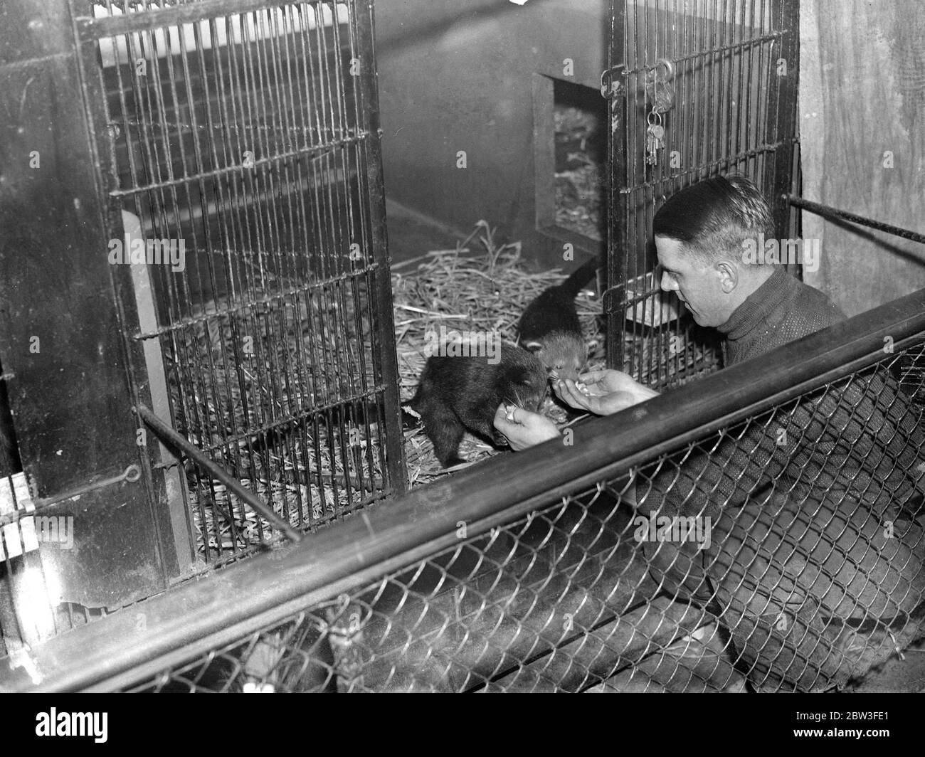 Gatti a doppio orso . Zoo si riesprima per la prima volta in cattività . Il signor G Gammon , il custode , che alimenta Bubble e Squeak . 21 gennaio 1935 Foto Stock