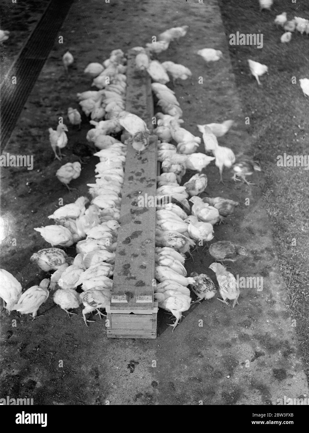 Primo arrivato primo servito . Pulcini di pollame selvatico scramble al momento dell'alimentazione nella fattoria di Hon G S Montague. 4 febbraio 1935 Foto Stock
